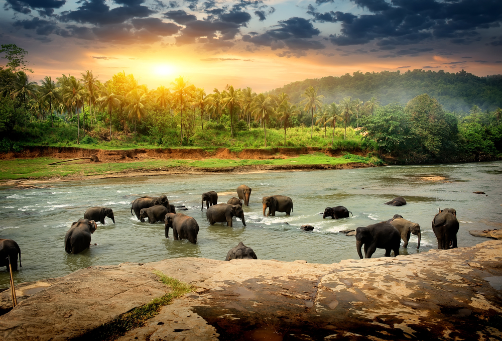 Herd of elephants bathing in the jungle river of Sri Lanka