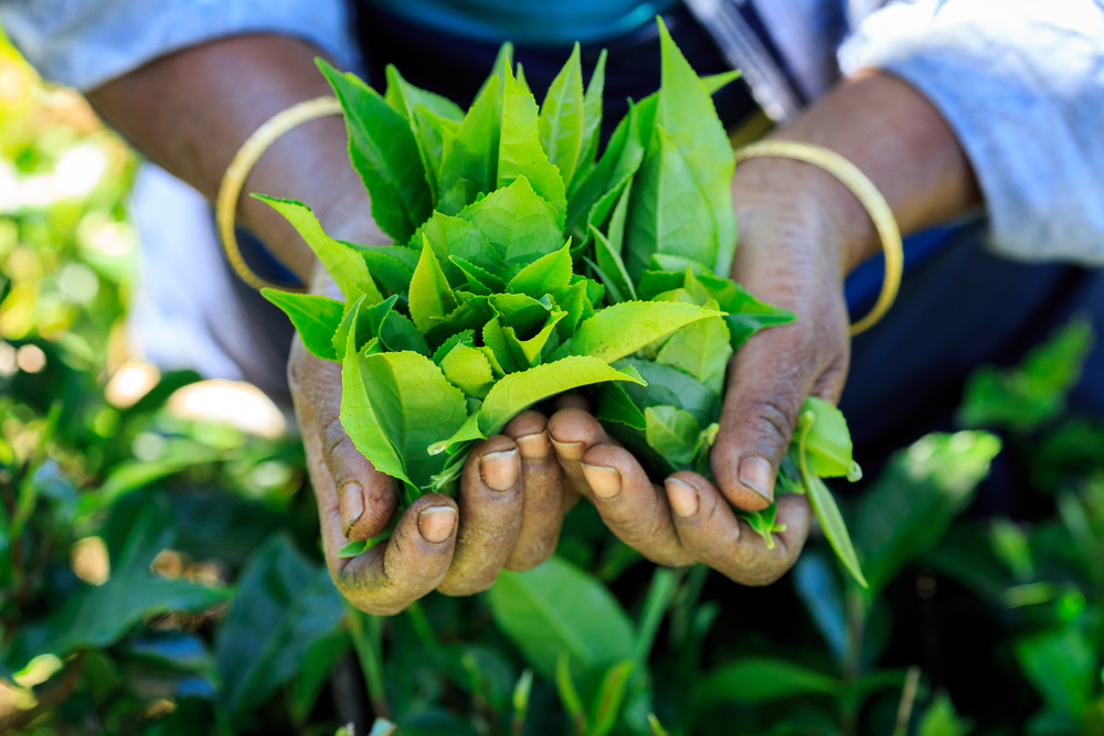 Tea plantation worker holding tea leaves in her hands