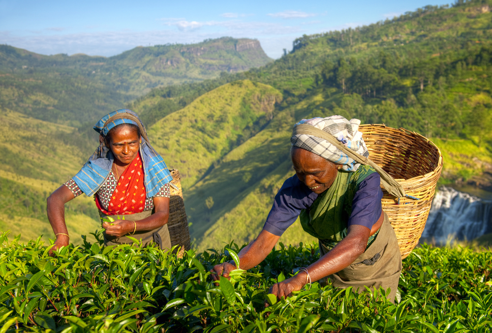 Tea plantation workers in Sri Lanka