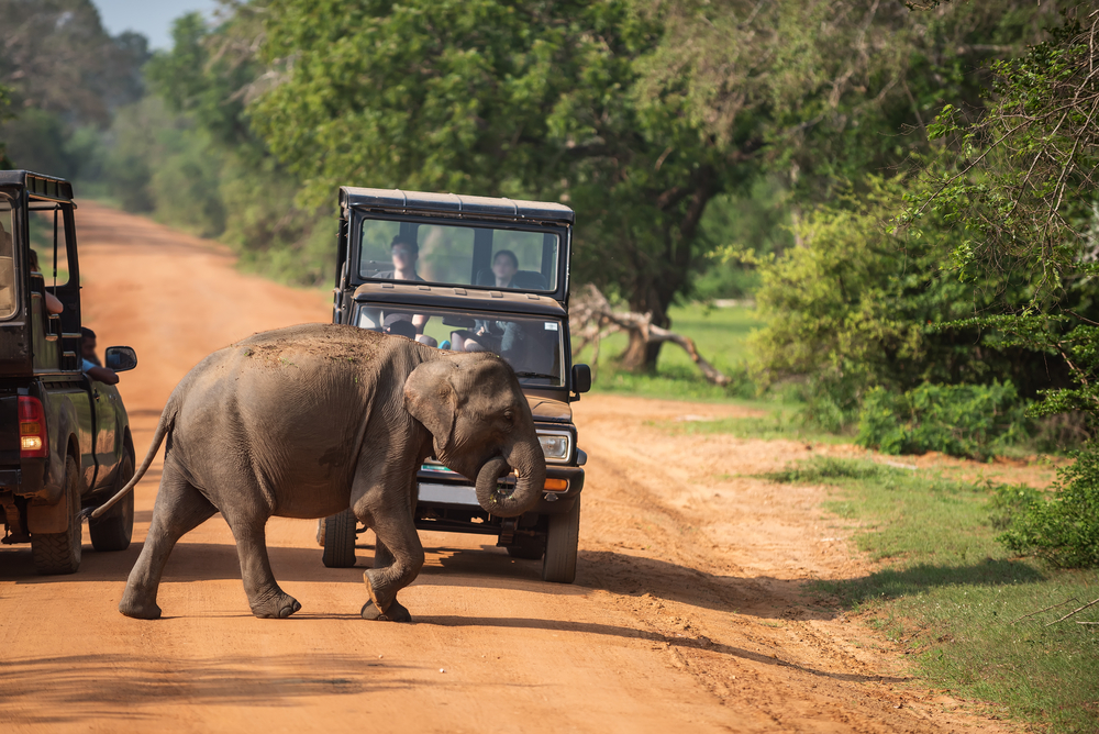 Jeeps on a game drive to see elephants in the wild in Yala National Park, Sri Lanka