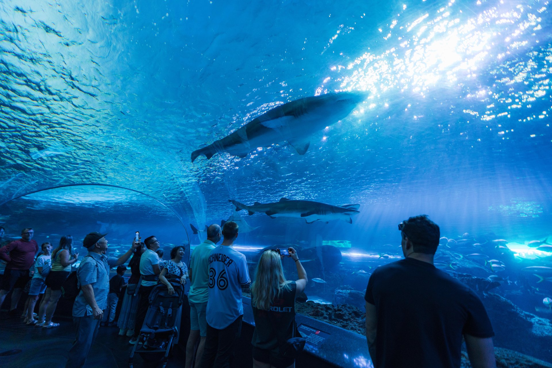 Visitors at Ripley's Aquarium of Toronto. © Destination Toronto