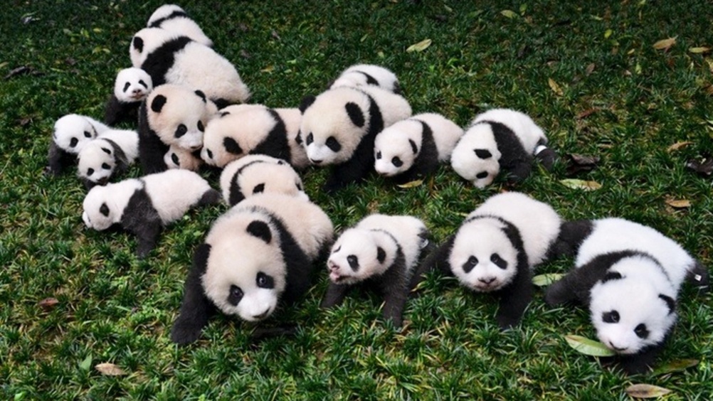 A group of cute baby pandas playing in the grass in Chengdu, China