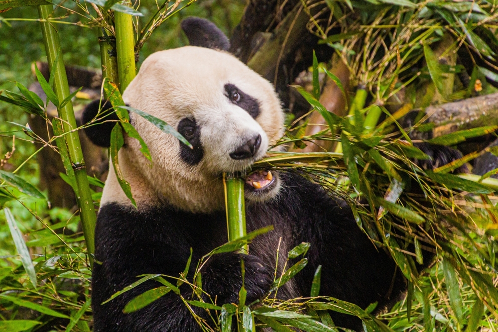 Giant panda eating bamboo in China