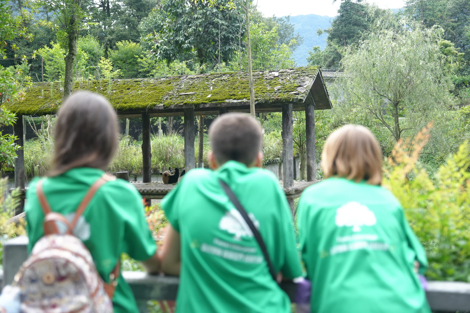 Students wearing green t-shirts observing pandas in Chengdu