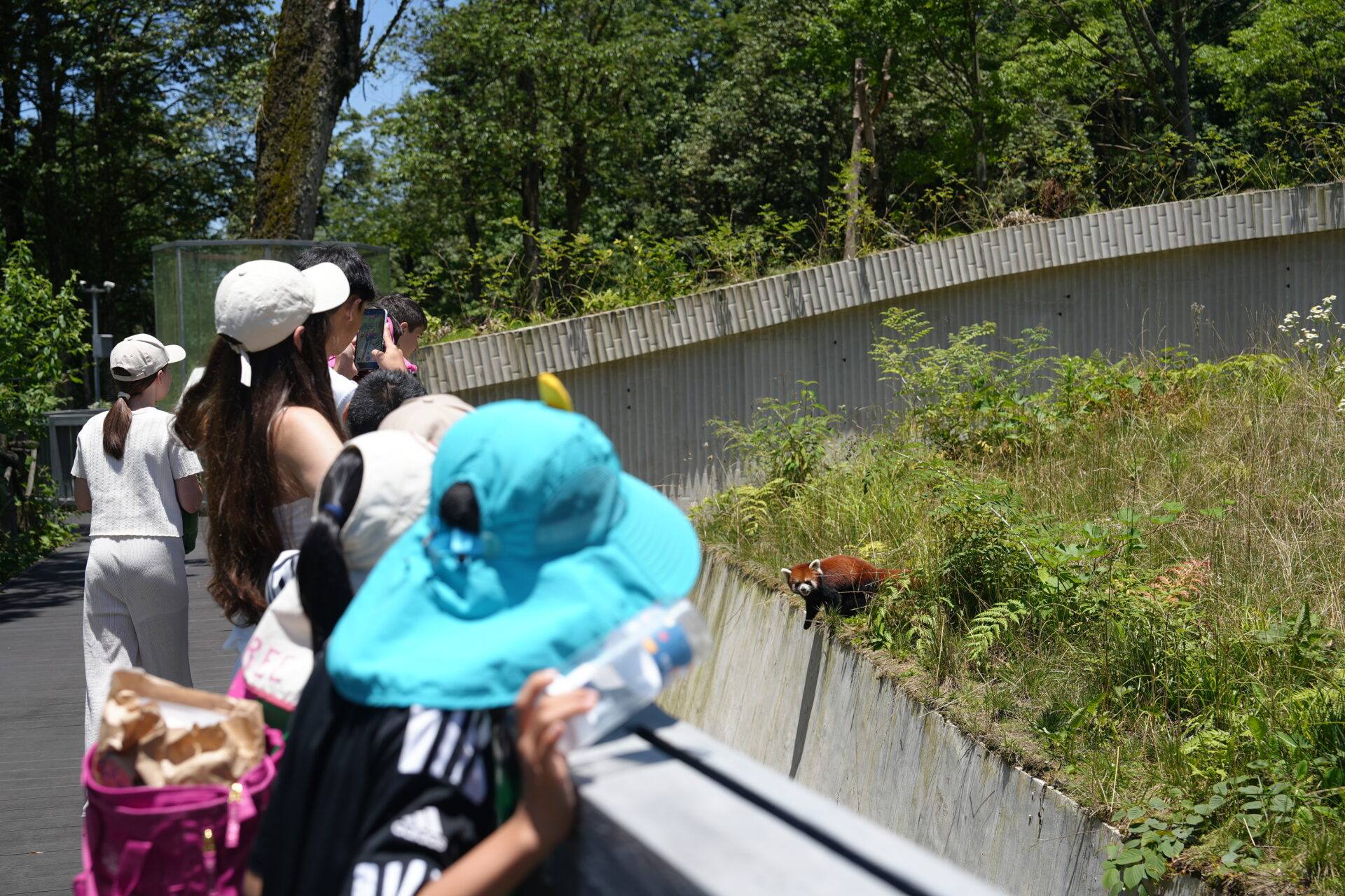 A group of people observing a red panda in China