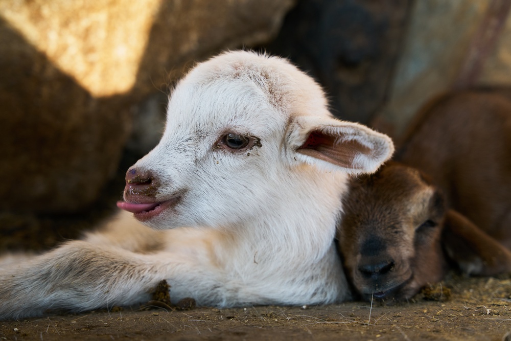 Baby goats at a goats farm