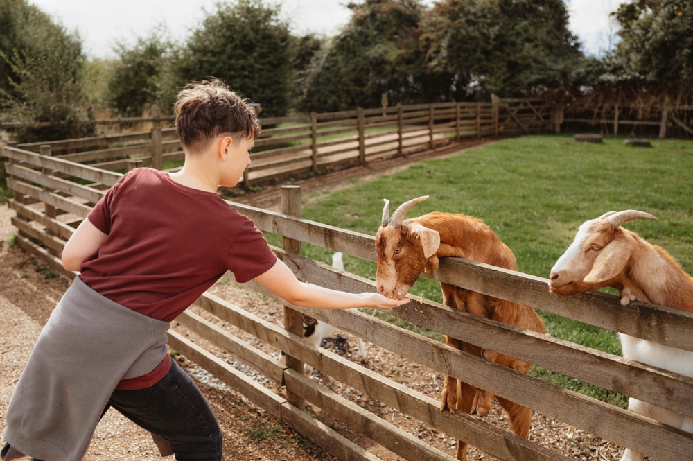 Student boy feeding the goats at a French farm