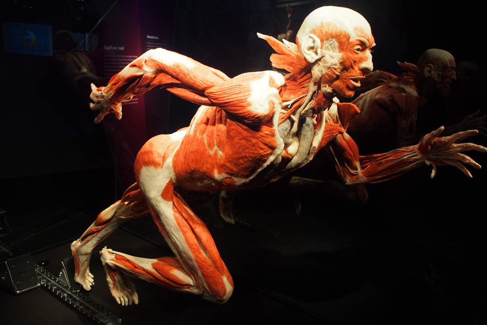 Human anatomy exhibition at the Menschen Museum in Berlin