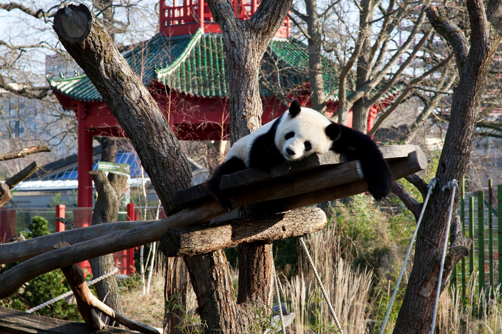 Giant panda at Berlin Zoo