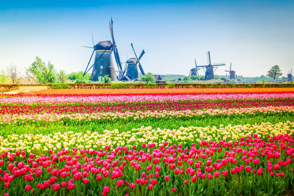Windmills next to fields of colourful tulips in Kinderdijk , Netherlands
