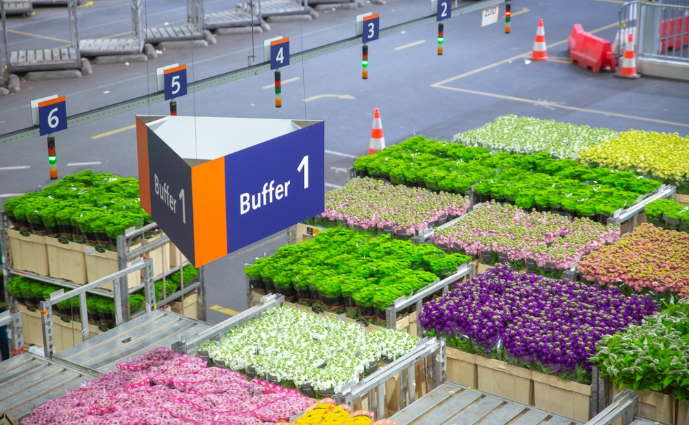 Rows of plant pots at FloraHolland Flower Auction