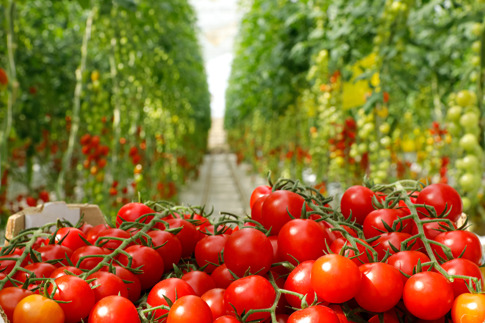 Bunch of tomatoes at a tomato greenhouse