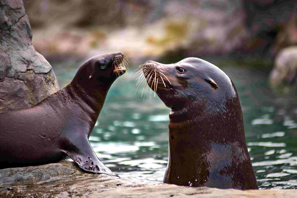 Mother and baby sea lion at a Sea Centre