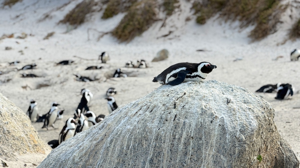 Penguins on Boulder's Beach in Cape Peninsula, South Africa