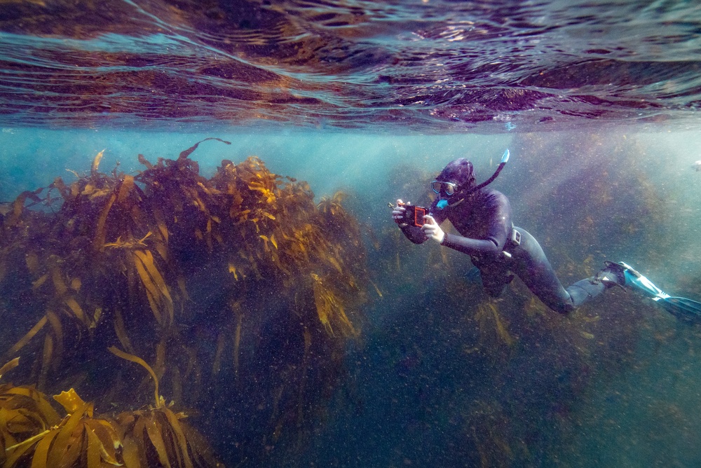 Person snorkelling with an underwater camera in False Bay in Cape Town, South Africa