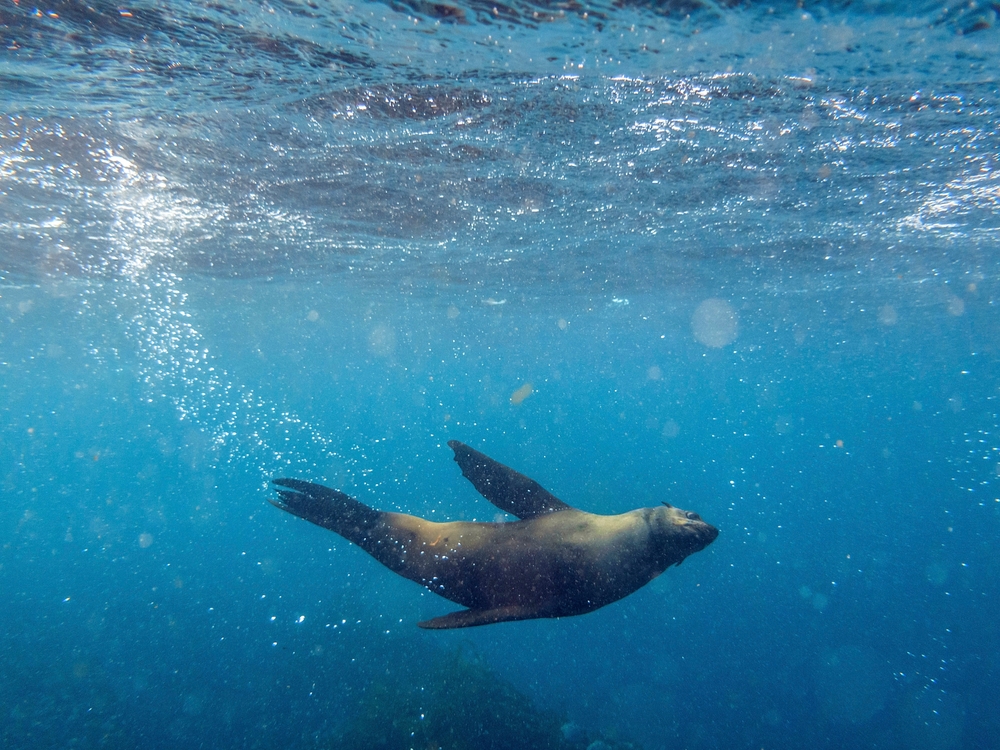 Seal swimming underwater in False Bay in Cape Town, South Africa