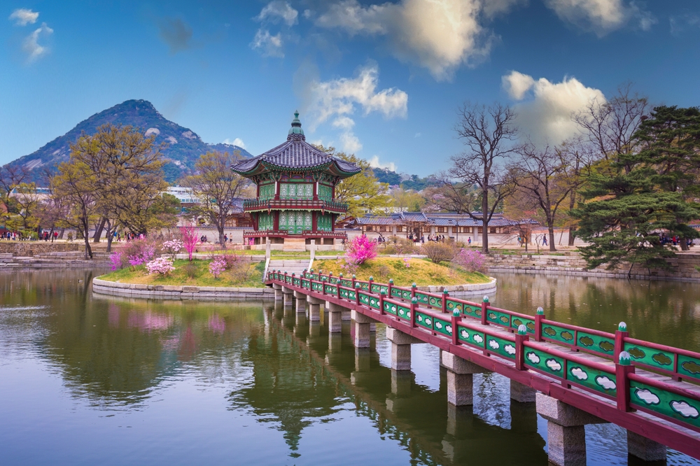 Gyeongbokgung Palace during cherry blossom season